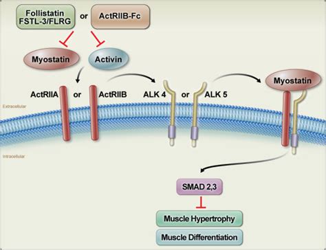 mstn flirt|Targeting the myostatin signaling pathway to treat muscle loss。